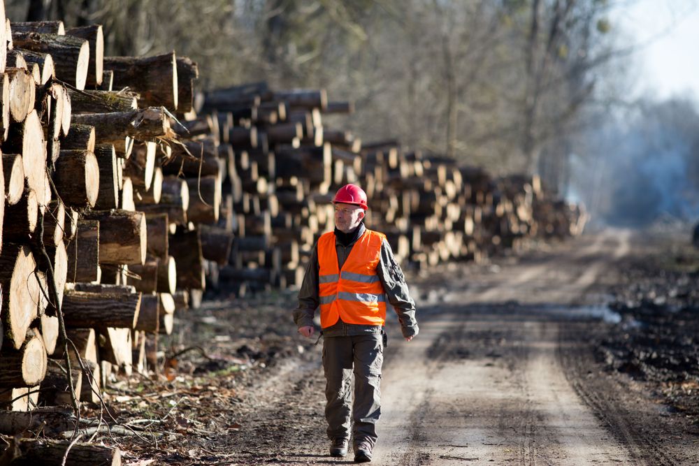 Log Graders and Scaler